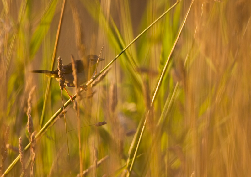 Common Yellowthroat